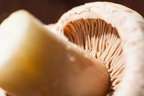 Close-up of underside of champignon mushroom Stock Photos