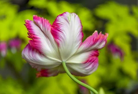 Close-up of the underside of a pink and white parrot tulip (Tulipa _gesneriana P 스톡 사진