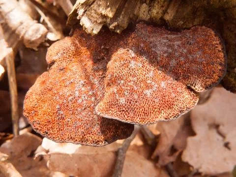 Close up of underside of polypore bracket mushroom tree stump macro detail Stock Photos