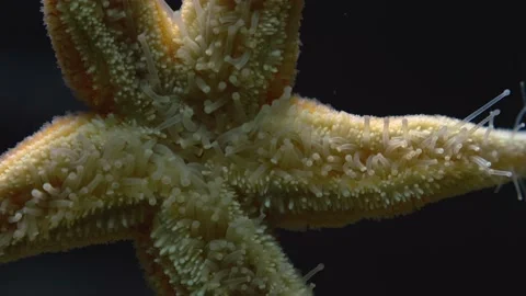 Close up of underside of Sea Star  Stock Footage 144611926