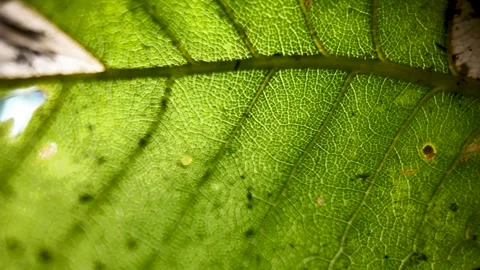 Close-Up of the Underside of a Vibrant and Lush Green Leaf Stock Footage 317245223