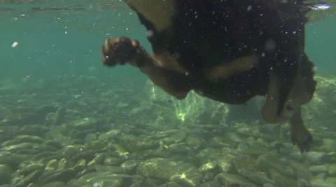 CLOSE UP, UNDERWATER: Cute little dog swimming fast in cold refreshing river Stock Footage