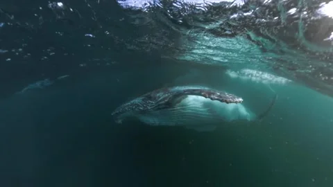 Close Underwater Encounter with Juvenile Humpback Whale Stock Footage 337051832