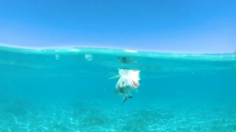 CLOSE UP, UNDERWATER: Global pollution killed tropical fish in the glassy ocean. Stock Footage 99749604