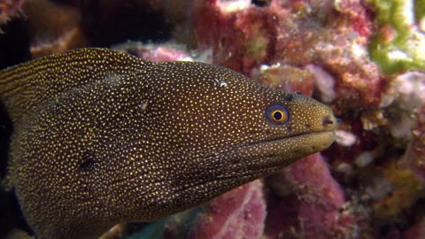 Close up underwater oceanlife moray eel Stock Footage 151349256