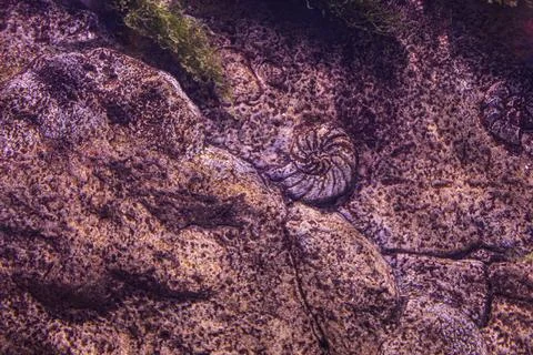 Close-up underwater scene with a nautilus shell, rock formations, marine or.. Stock Photos