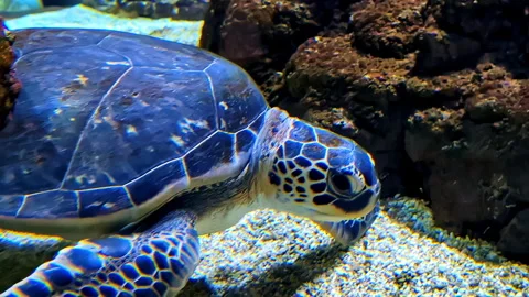 Close-up underwater sea turtle resting on coral reef, vibrant blue tones and Stock Footage 324903550