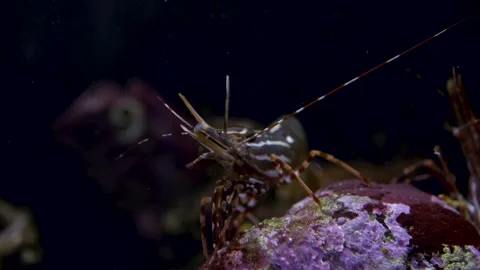 Close up of underwater shellfish crawling across surface in ocean Video stock 208781386