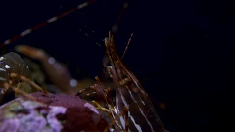 Close up of underwater shellfish crawling across corals in ocean Video stock 208781421