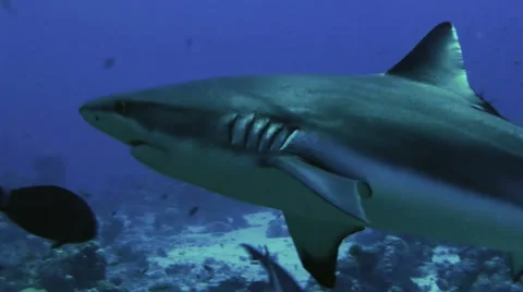 Close underwater shot of active Grey Reefsharks on coral reef Stock Footage 49038942