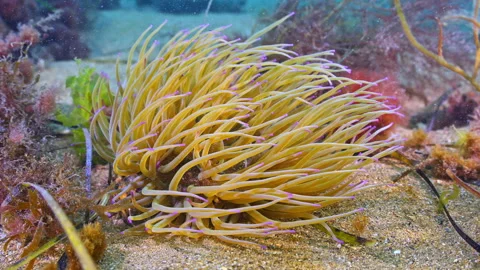 Close up underwater shot of anemone on sandy sea bed, Swanage, UK Stock Footage 346311891