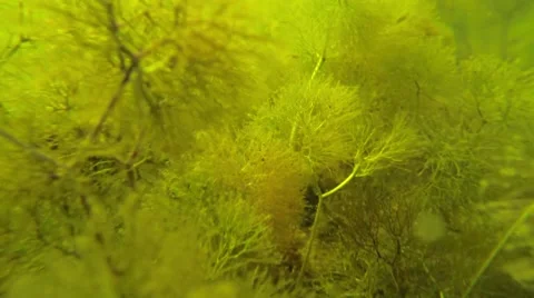 Close-up underwater shot of camera moving through pond water-crowfoot vegetation Stock Footage 55320997