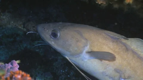 Close up underwater shot of Greater Forkbeard, Mediterranean Sea Stock Footage 77453259