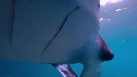 Close up underwater shot of a Manta Ray swimming near the surface of the ocean Stock Footage 323367786