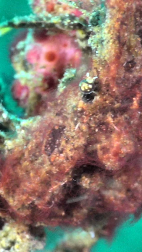 Close underwater shot of red algae decorator crab Video stock 228827896
