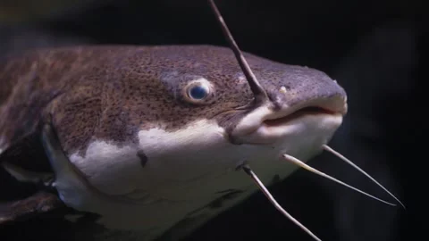 Close-up underwater shot of a redtail catfish swimming in a freshwater Vidéo 338048022