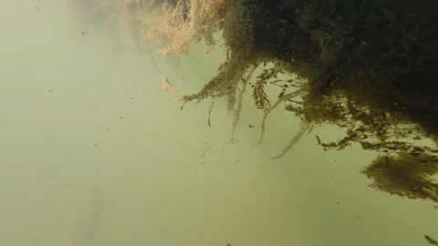 Close underwater shot of river showing drifting particles plants and organi.. Video stock 334033114