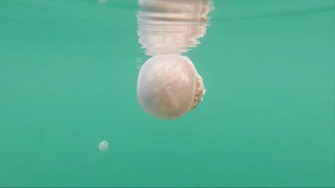 Close up underwater shot, stingless White spotted jellyfish, Togian, Indonesia Stock Footage 162302633