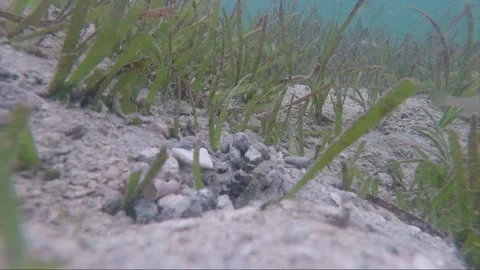 Close up underwater side steady shot of Goby fish on the bottom, Indonesia Stock Footage 162459562