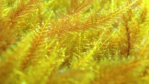 Close-up underwater view of aquatic moss Stock Footage 158017564