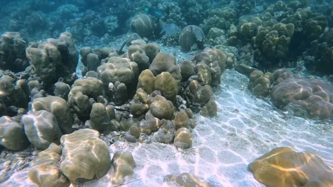 Close Underwater View of Coral Reef in Sumatra Stock Footage 343138615