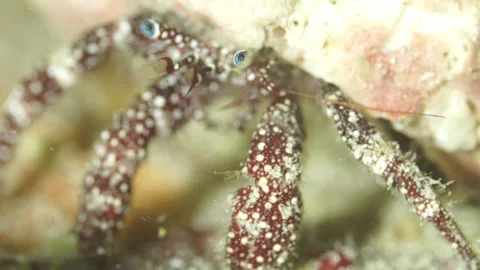 Close up underwater view of a dardanus megistos hermit crab cautiously emerging Stock-Footage 331341540