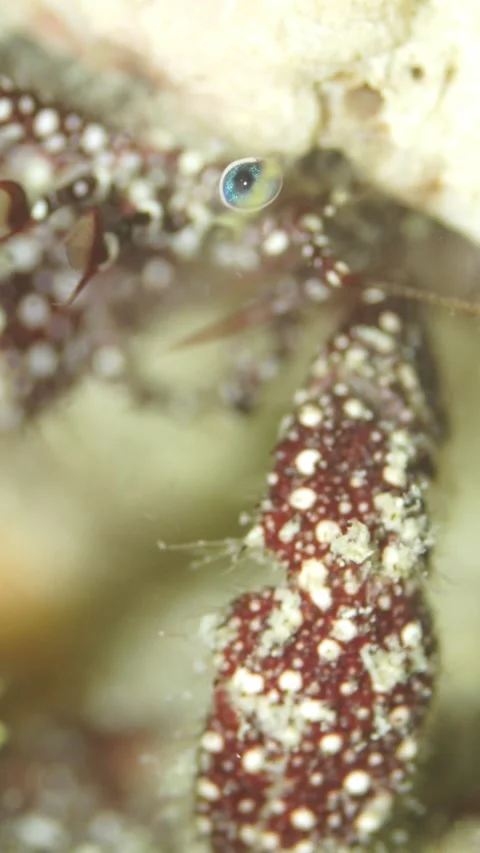 Close up underwater view of a dardanus megistos hermit crab cautiously emerging 스톡 동영상 332002846
