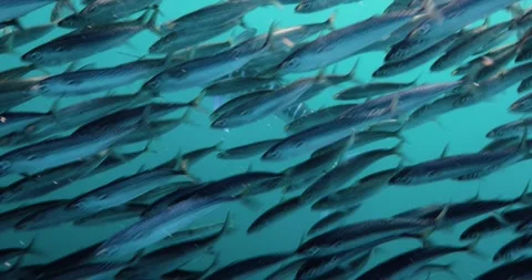 Close Underwater View Inside Dense Sardine Bait Ball Stock Footage 334638459