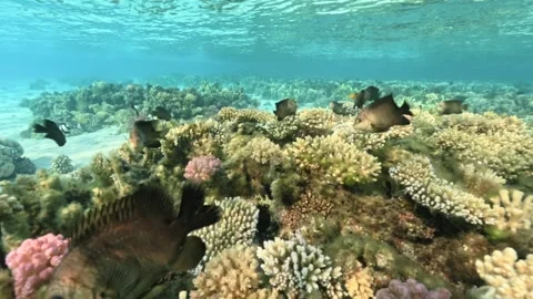 Close underwater view of Pomacentridae fish approaching and looking to the Stock Footage 323995059