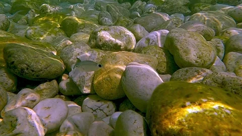 Close up underwater view of saddled bream fish on rocky seabed, slow motion Stock Footage 278840576