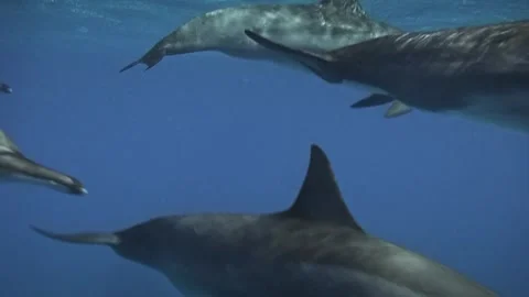 Close Underwater View of Spinner Dolphins in Red Sea Stock-Footage 335378410