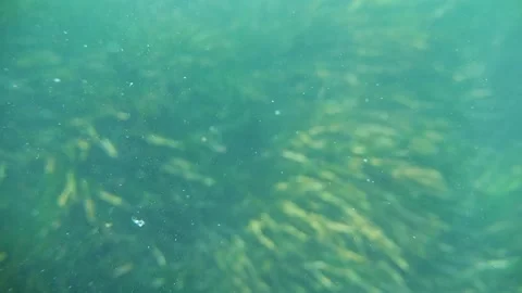 Close-up underwater view of sunbeam-lit particles with the marine environme.. Stock Footage 249172325