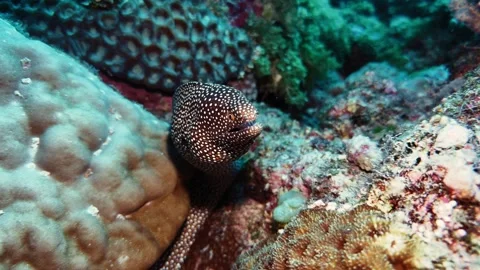 Close underwater view of a white-spotted moray eel peering from a coral reef Stock Footage 338000829