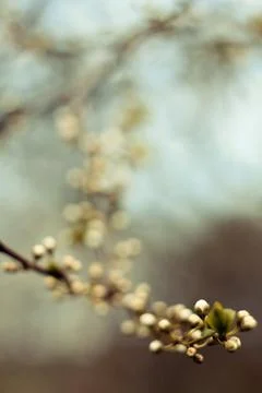 Close up undeveloped flower buds soft focus concept photo Stock Photos