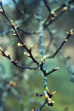 Close up undeveloped leaves buds on branches concept photo Stock Photos