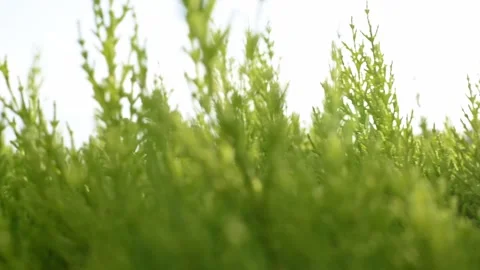 Close up of unfocused green cypress leafs. Stock Footage 137672772