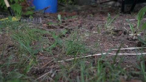 Close up of ungrown grass patchiness soil dirt not growing 库存影片 156288989