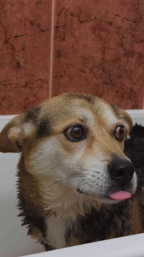 Close up unhappy dog face during bath and grooming session. Stock Footage 337561597