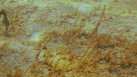 Close up of unicellular algae colony synthesis gas. Single-celled algae with Stock Footage 330267978