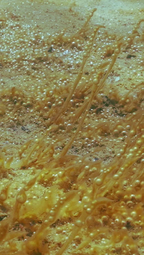 Close up of unicellular algae colony synthesis gas. Single-celled algae with Video stock 338023683