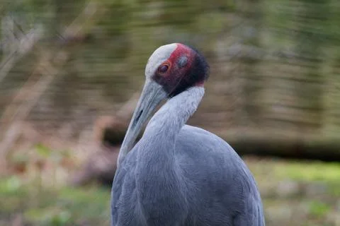 Close-up of a Unique Bird Profile Stock Photos