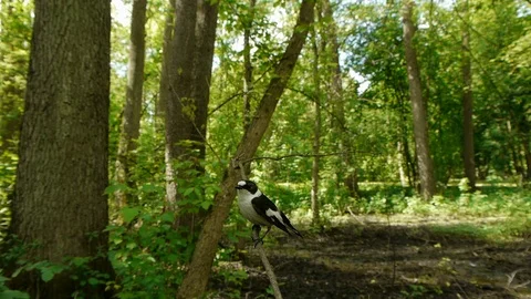Close, unique dynamic shot of Collared flycatcher against green forest Vidéo 122162865