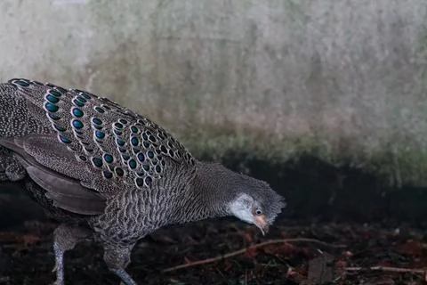 Close-up of a Unique Feathered Bird Stock Photos