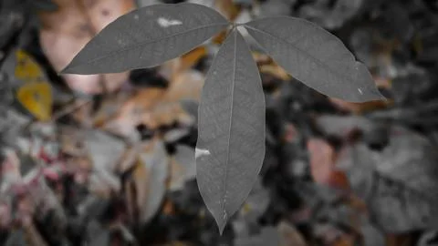 Close-Up of a Unique Green Leaf Against Blurred Background Stock Photos