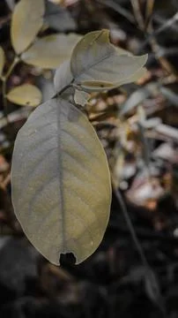 Close-Up of a Unique Leaf in Nature 스톡 사진
