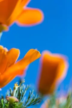 Close up unique point of view range poppies during super bloom season in Sout Stock Photos