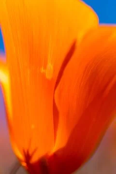Close up unique point of view range poppies during super bloom season in Sout Stock Photos