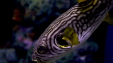 Close up of a unique pufferfish swimming underwater Vídeo Stock 340079624