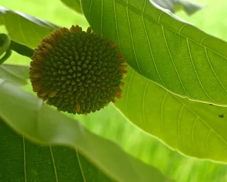 Close-Up of Unique Seed Pod Surrounded by Lush Green Leaves Stock Photos
