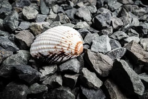 Close-up of a unique shell resting on a bed of smooth grey stones in natural Stock Photos